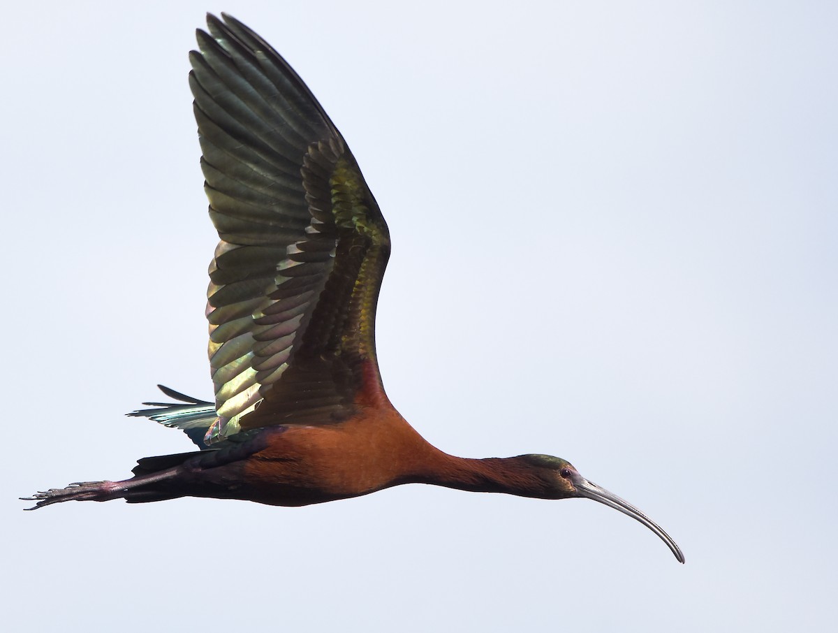 Glossy x White-faced Ibis (hybrid) - ML619509623