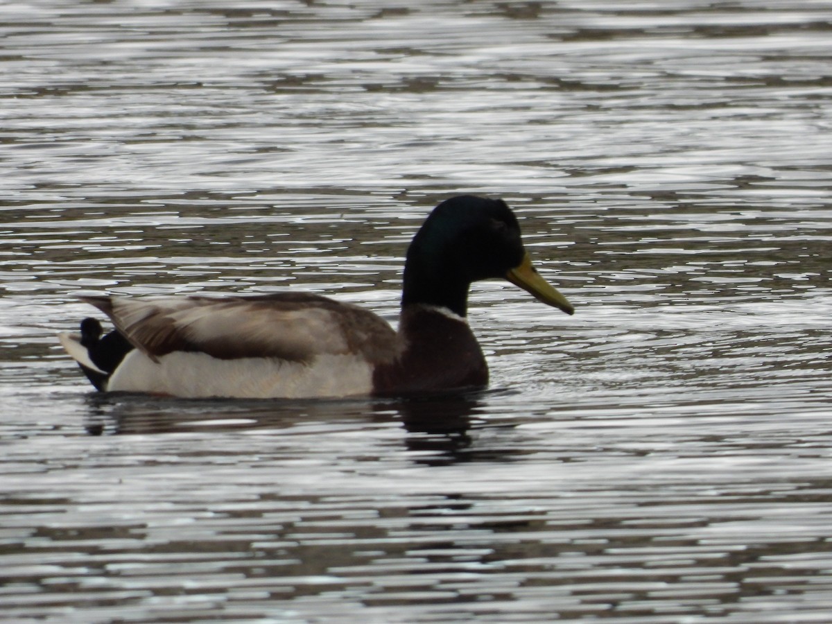 Mallard - Gerard Nachtegaele