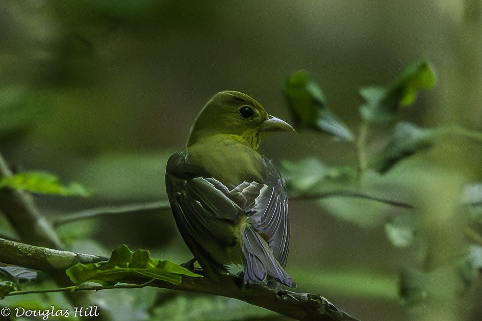 Scarlet Tanager - Douglas Hill