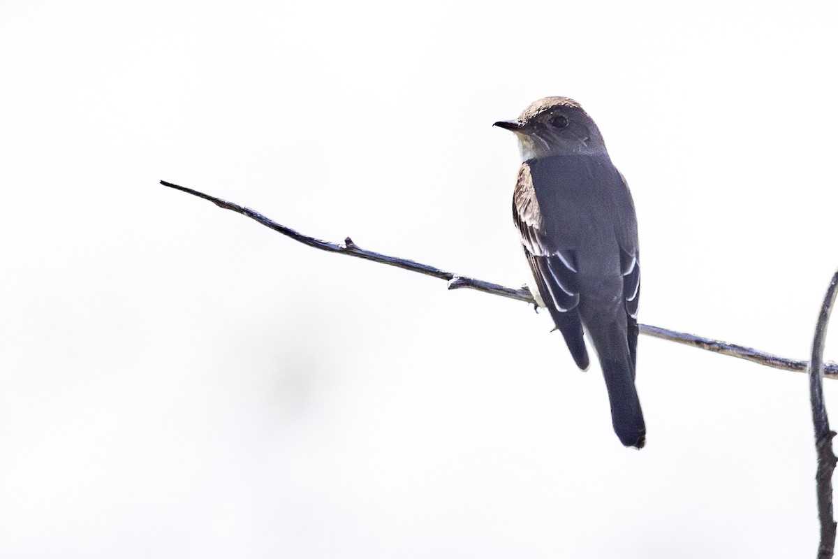 Western Wood-Pewee - Jef Blake