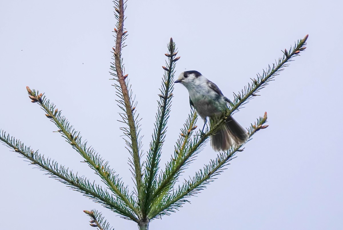 Canada Jay - Pam Vercellone-Smith