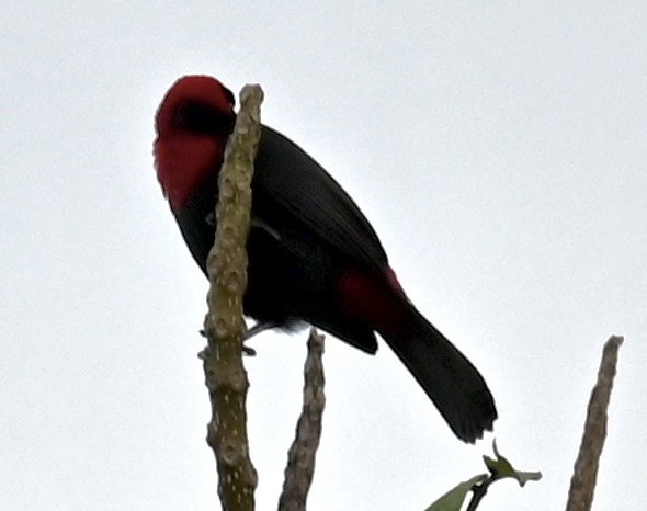 Crimson-collared Tanager - Nancy Blaze