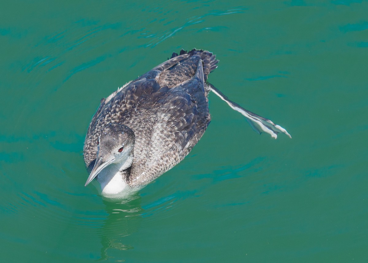 Common Loon - Grace Sanchez