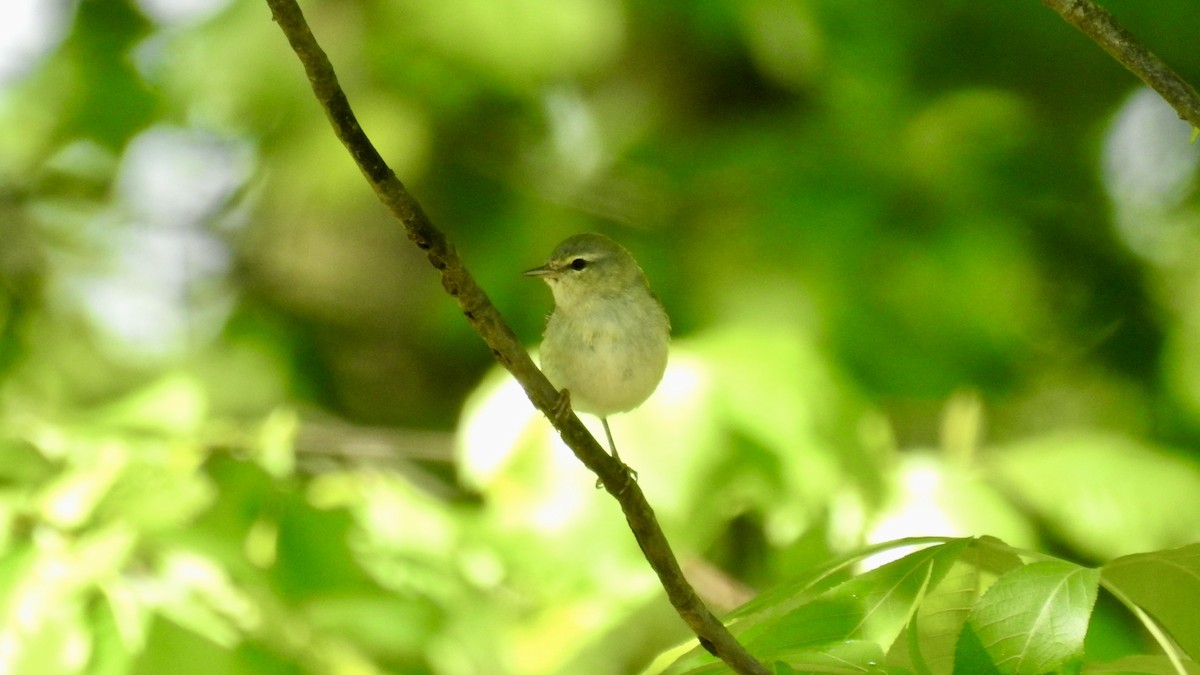 Tennessee Warbler - Keith Eric Costley