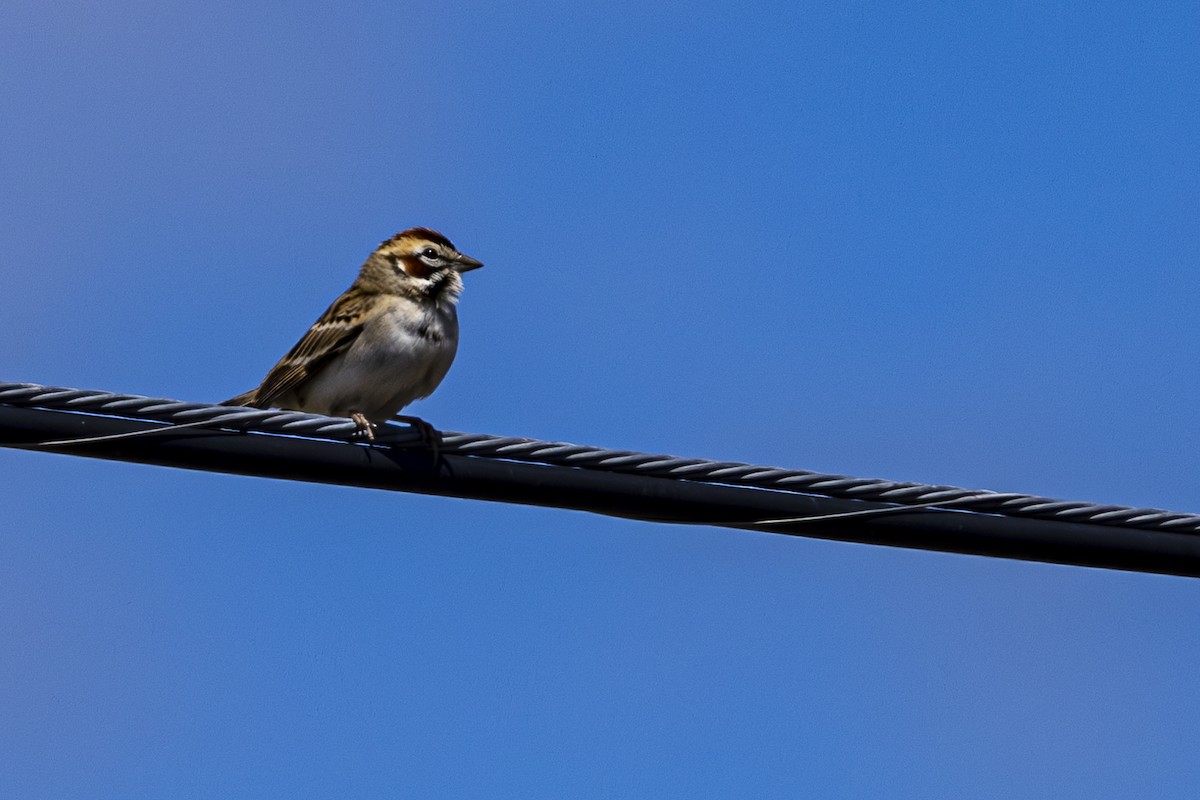 Lark Sparrow - Jef Blake