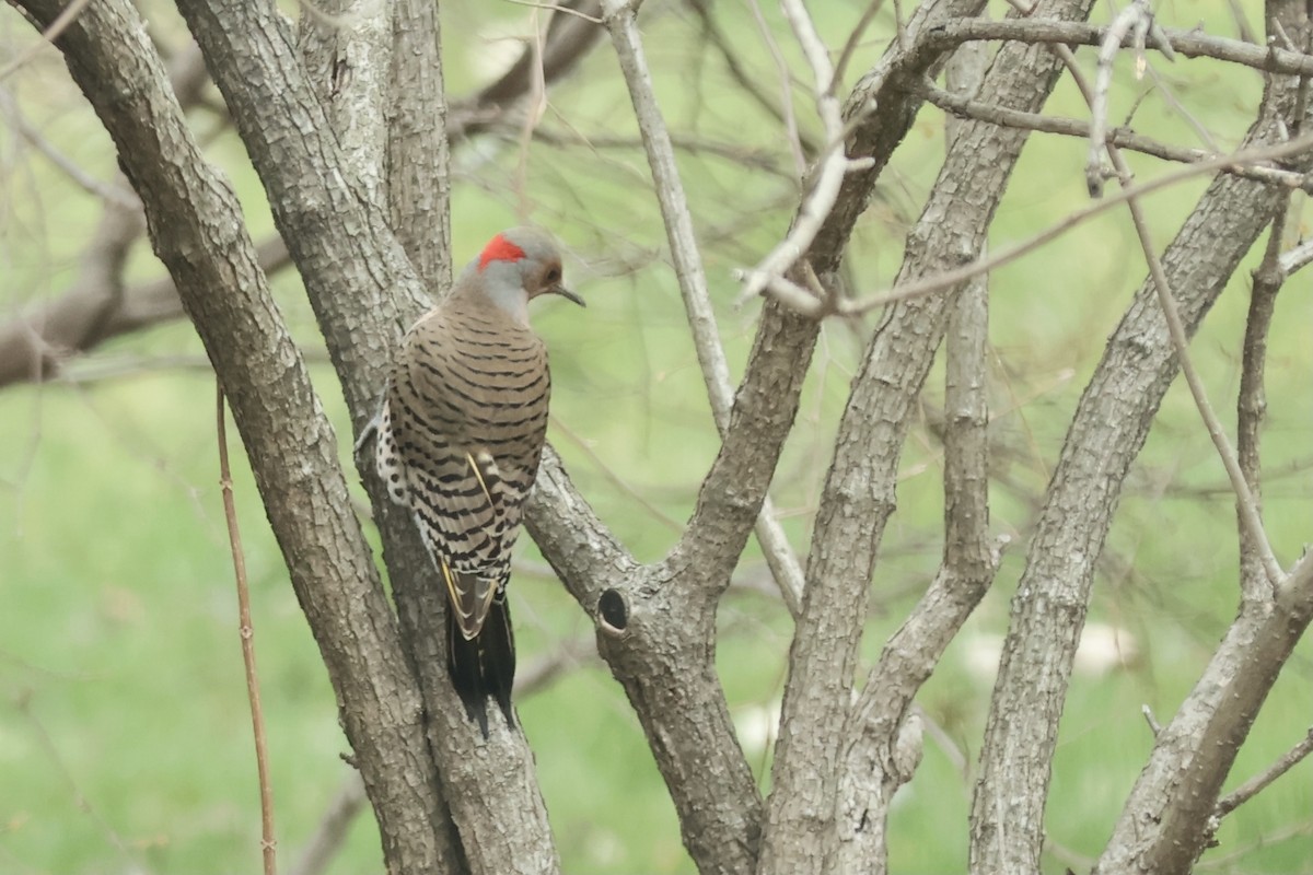 Northern Flicker (Yellow-shafted) - Peyton Stone