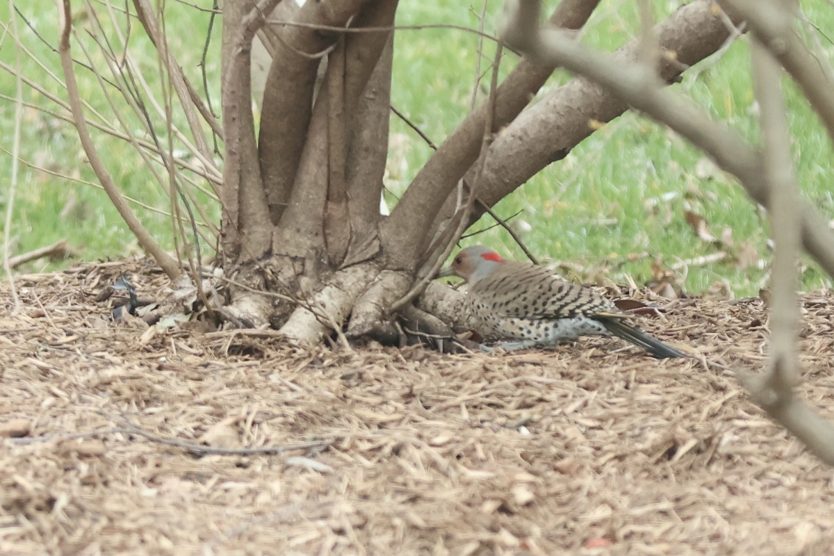 Northern Flicker (Yellow-shafted) - Peyton Stone