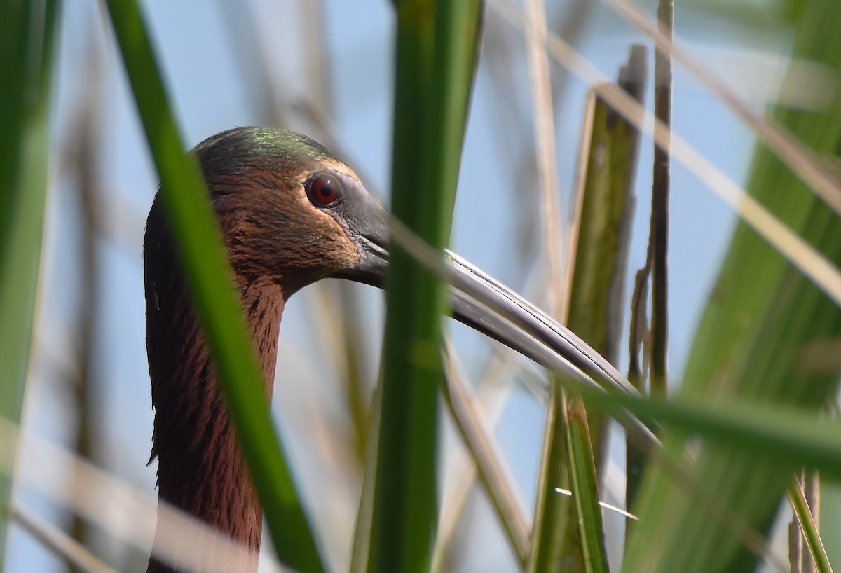 Glossy x White-faced Ibis (hybrid) - Erik Johnson