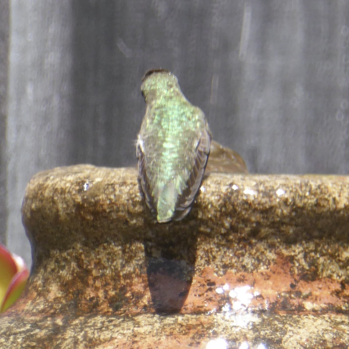 Anna's Hummingbird - Anonymous