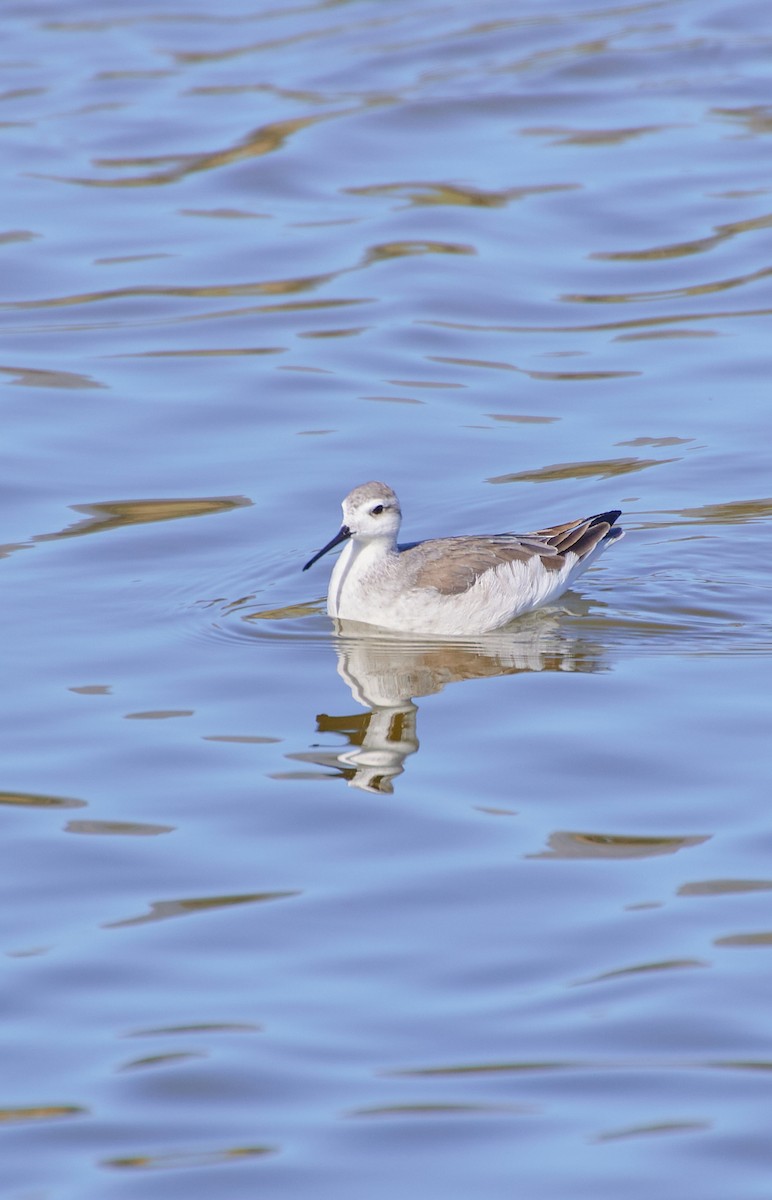 Wilson's Phalarope - Angélica  Abarca