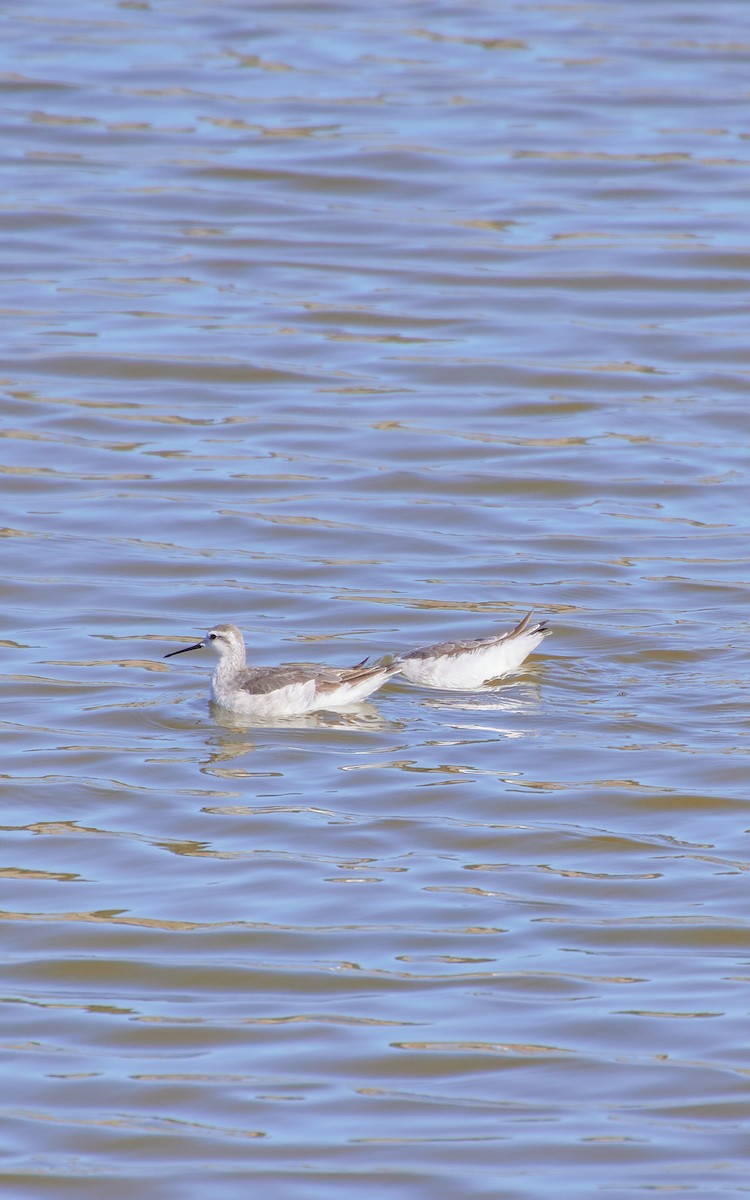 Wilson's Phalarope - Angélica  Abarca