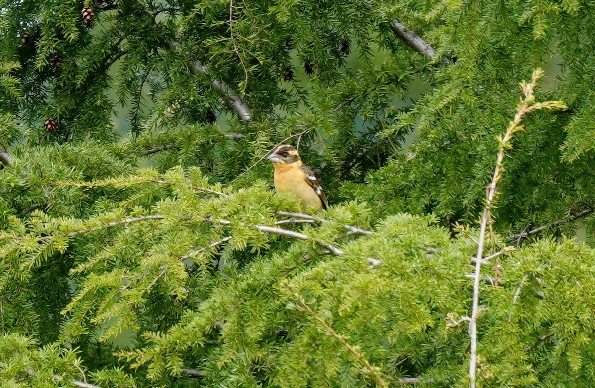 Black-headed Grosbeak - Pam Vercellone-Smith