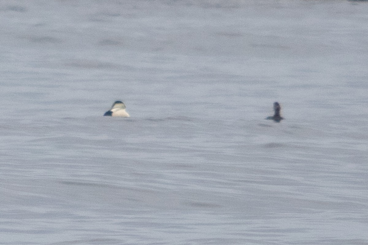 Common Eider - ML619509667