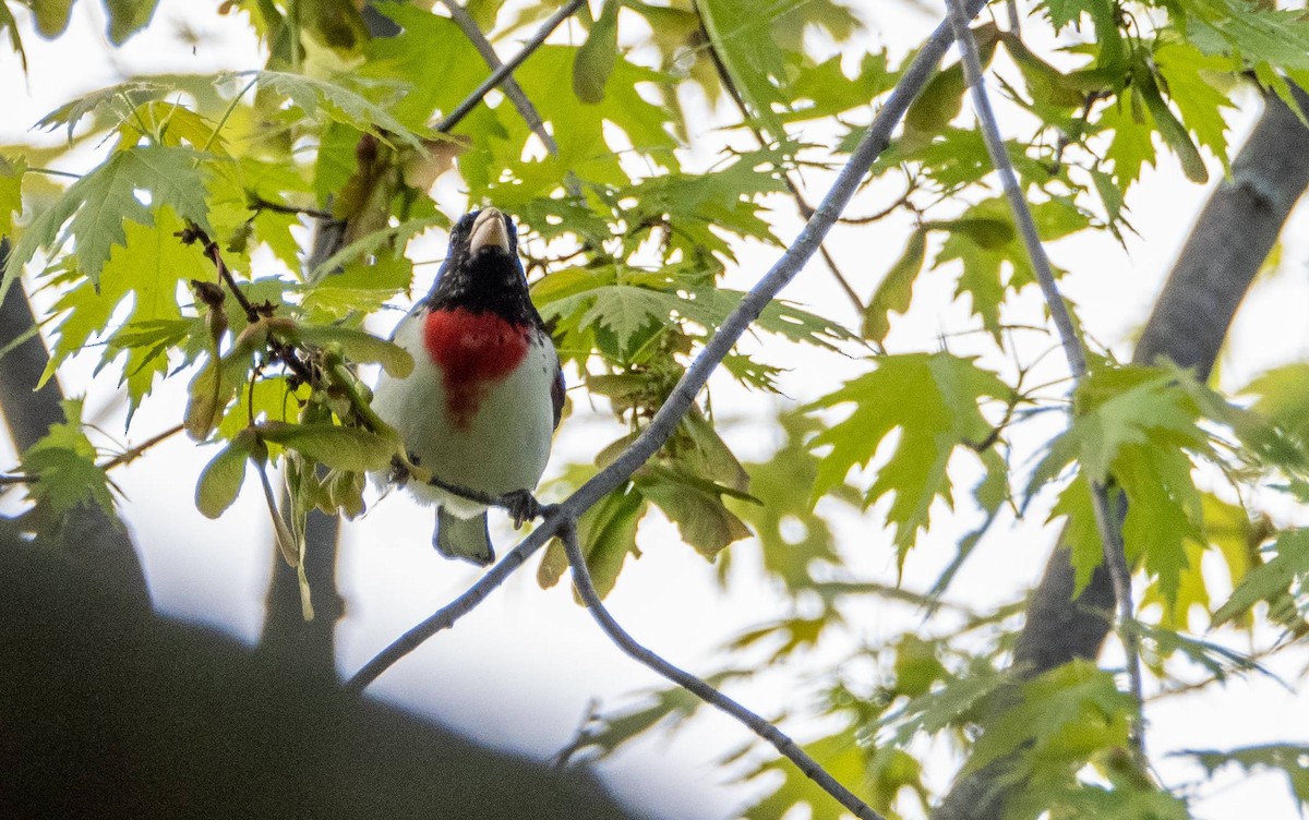 Rose-breasted Grosbeak - Matt M.