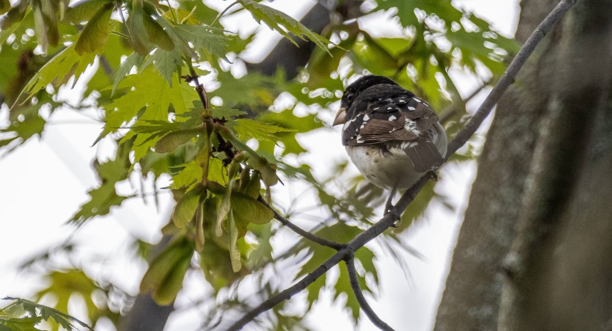 Rose-breasted Grosbeak - Matt M.