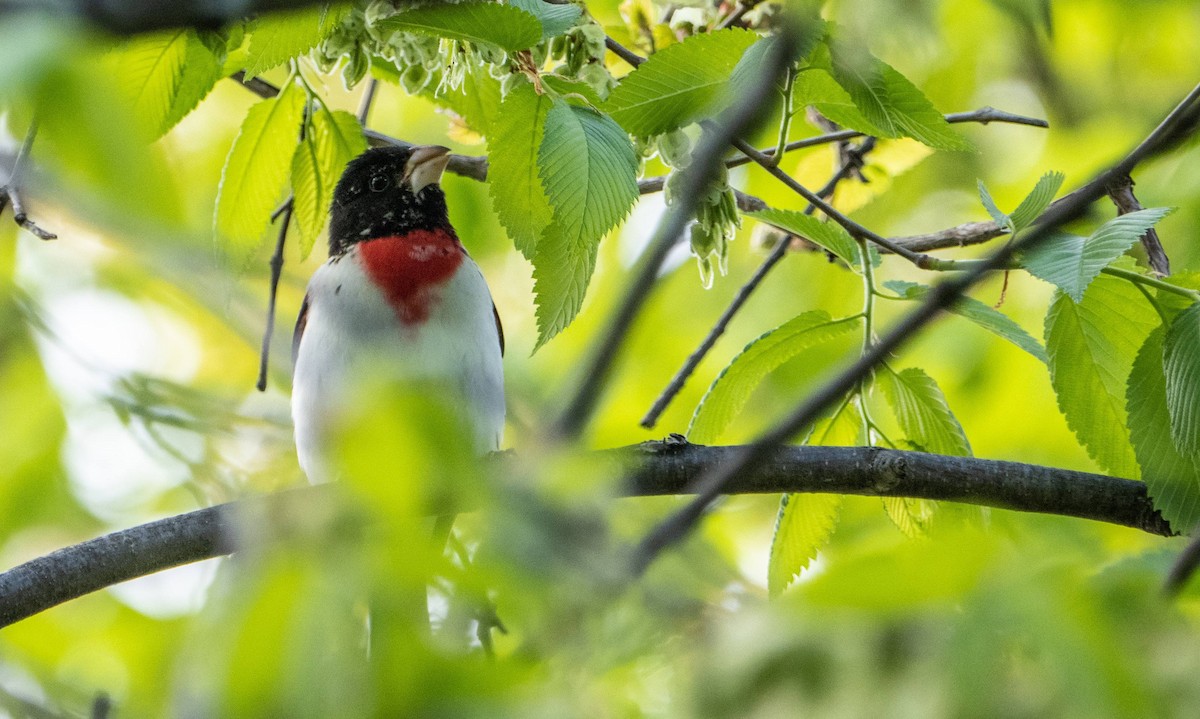 Rose-breasted Grosbeak - Matt M.