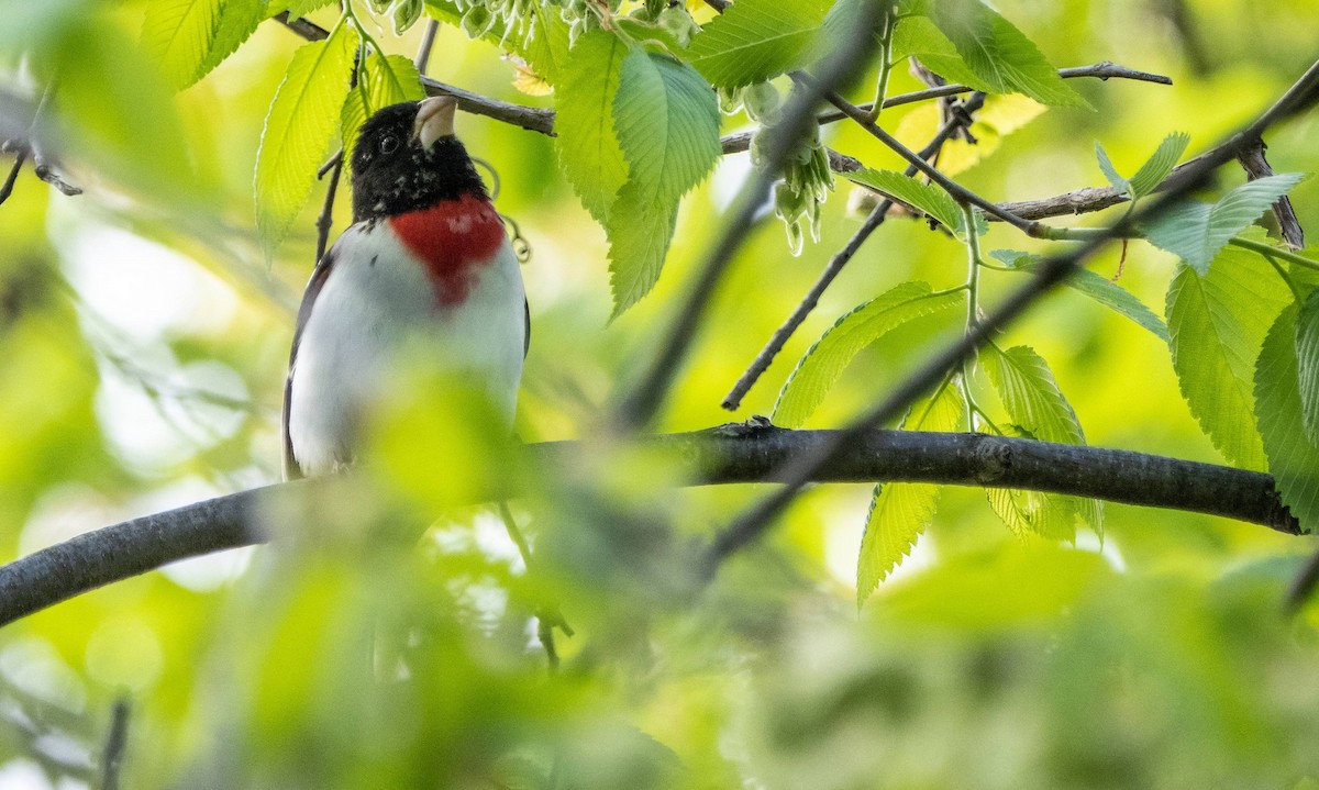 Rose-breasted Grosbeak - Matt M.