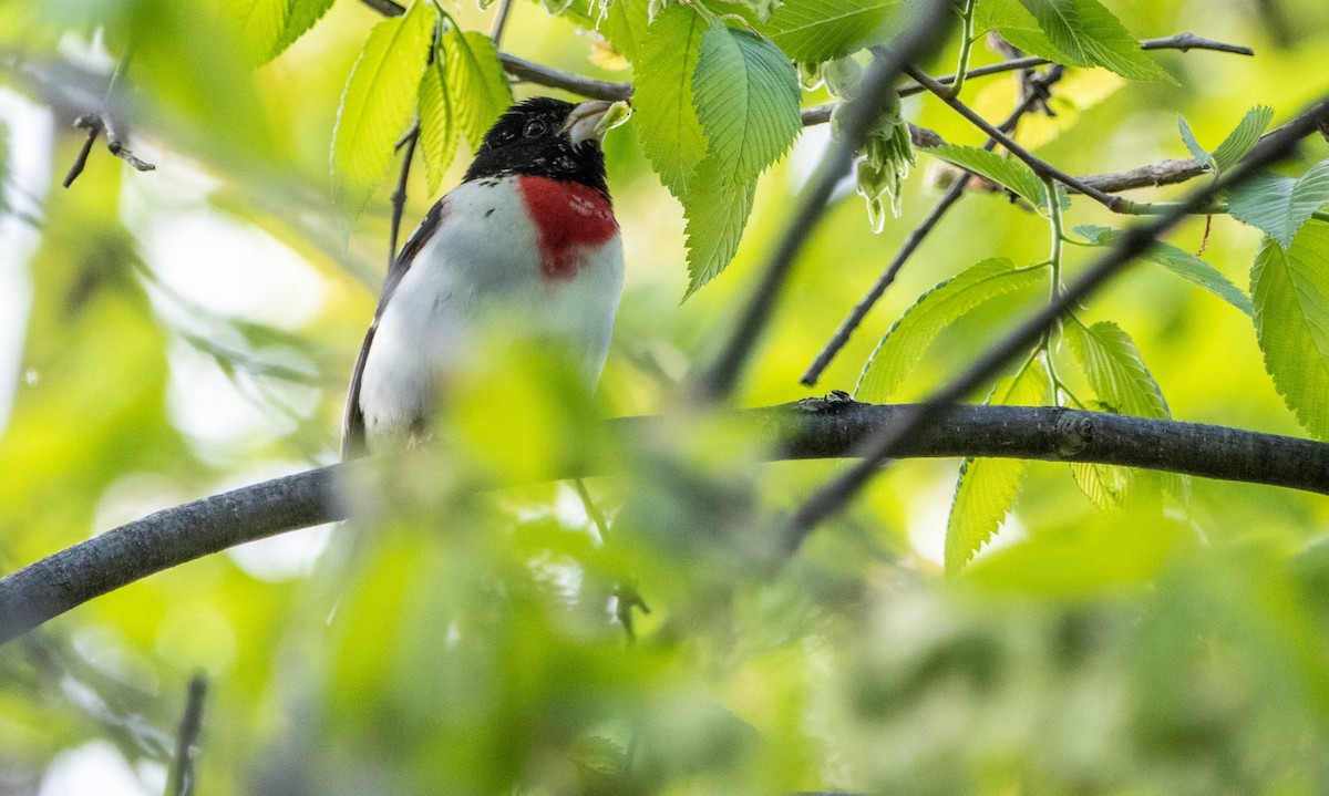 Rose-breasted Grosbeak - Matt M.