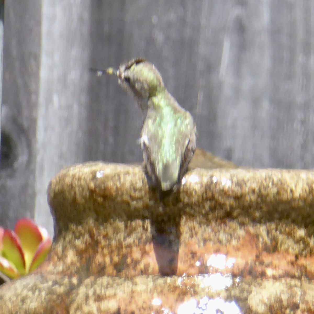 Anna's Hummingbird - Anonymous