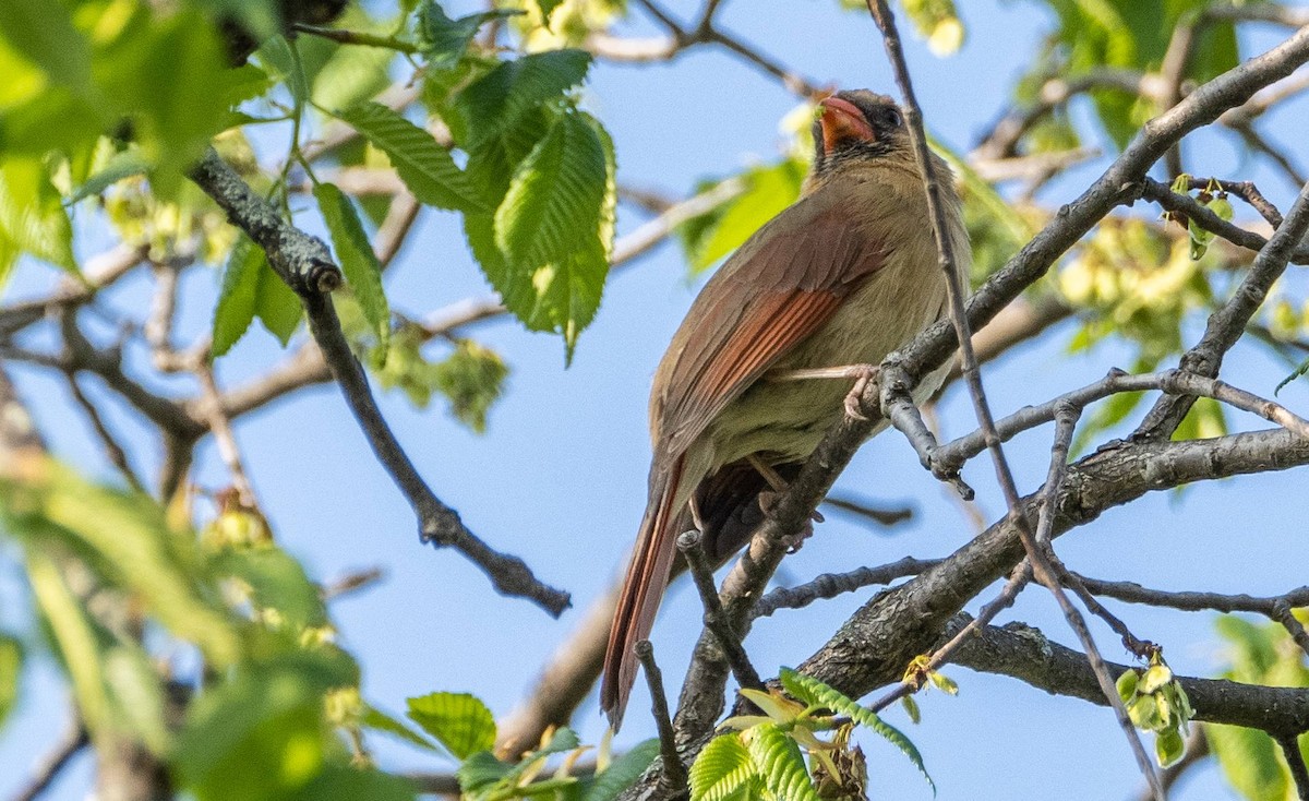 Northern Cardinal - Matt M.