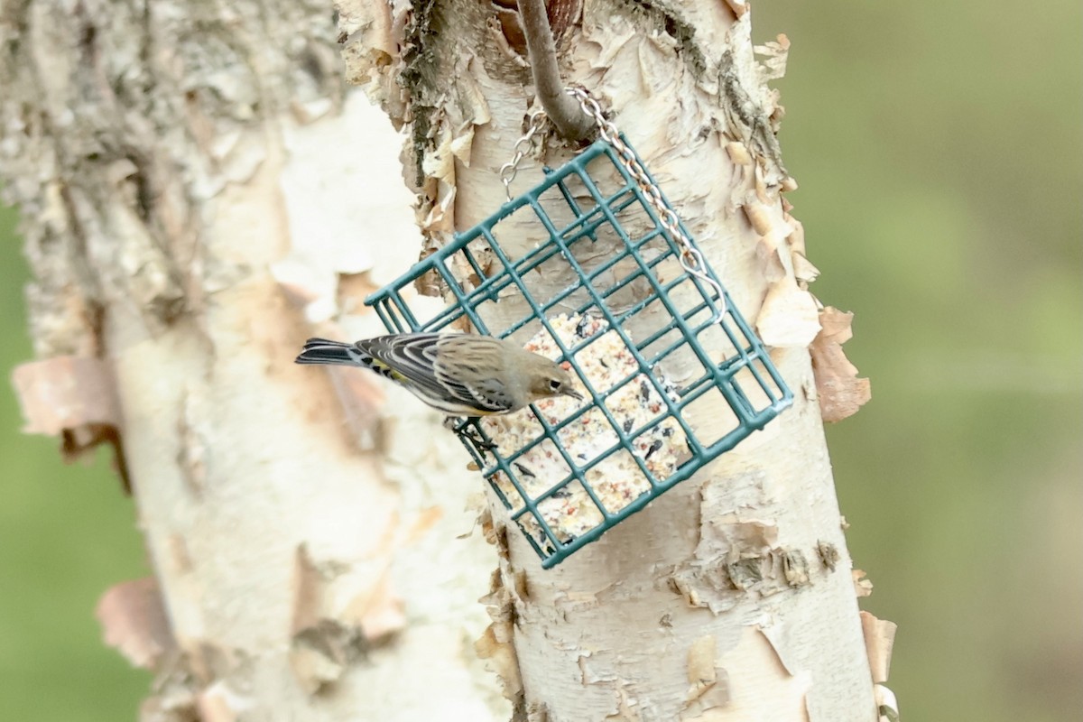 Yellow-rumped Warbler - Peyton Stone