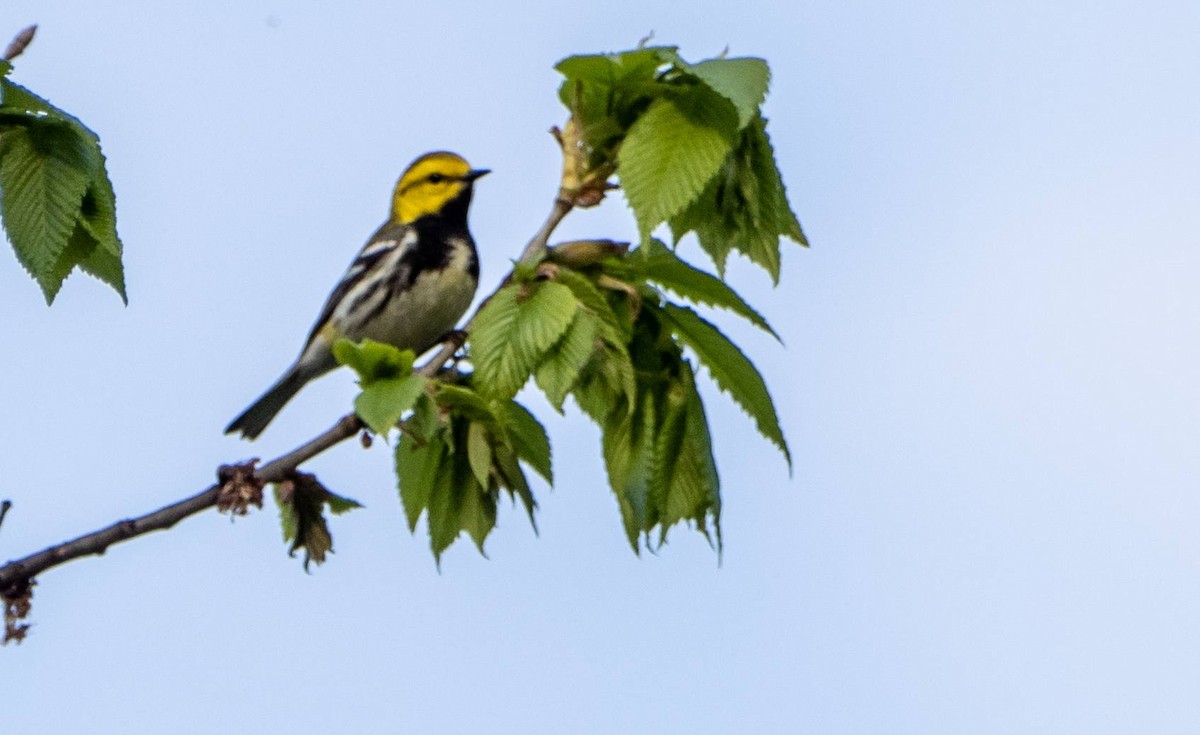 Black-throated Green Warbler - Matt M.