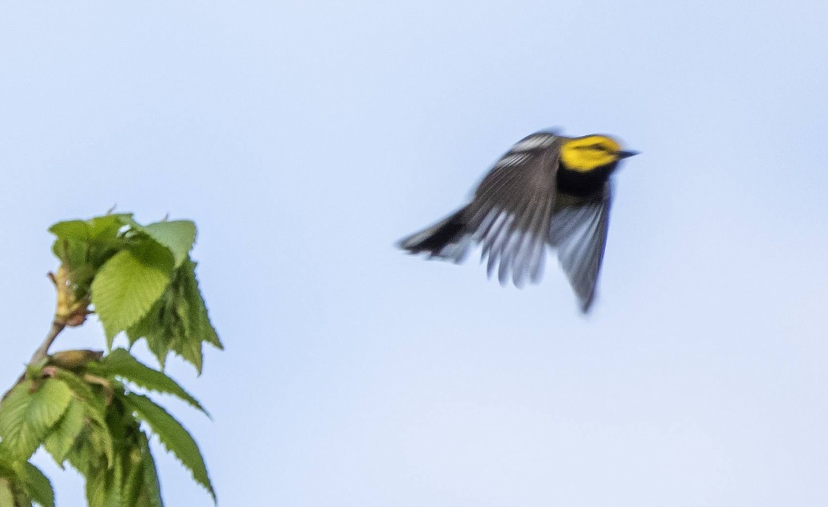 Black-throated Green Warbler - Matt M.