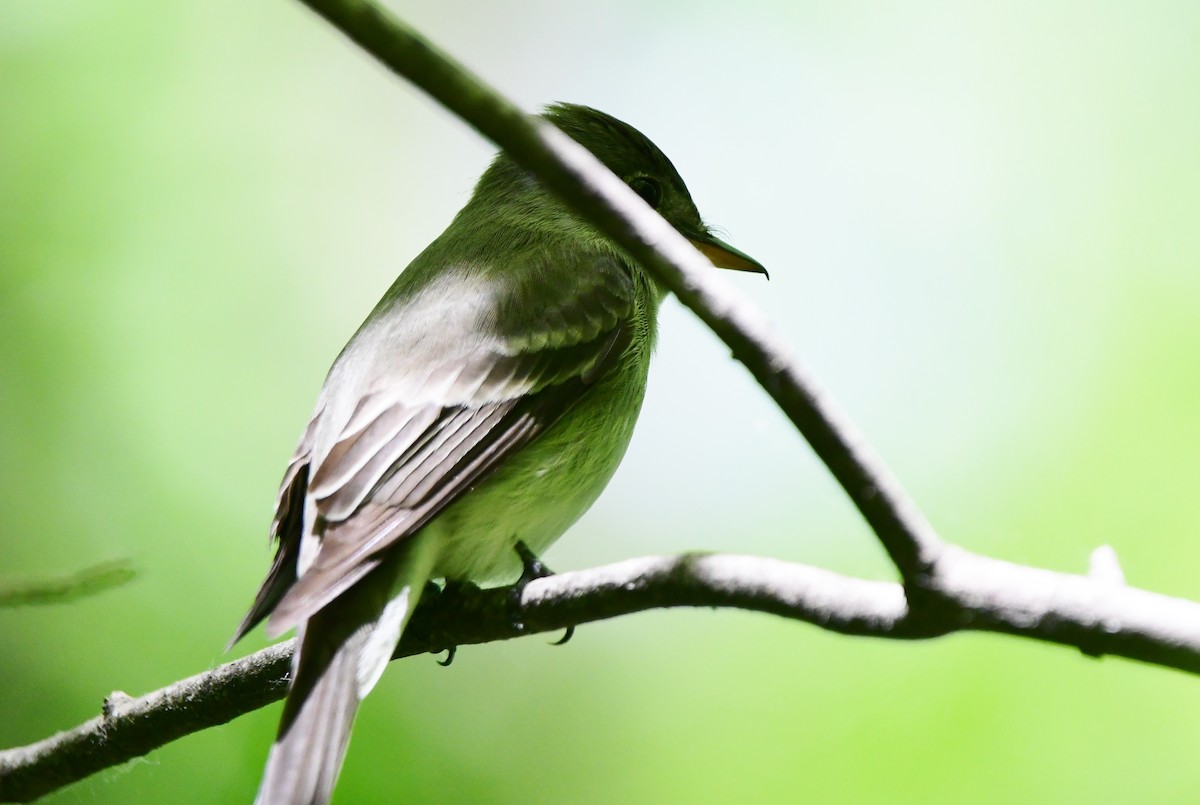 Eastern Wood-Pewee - Michele Chartier