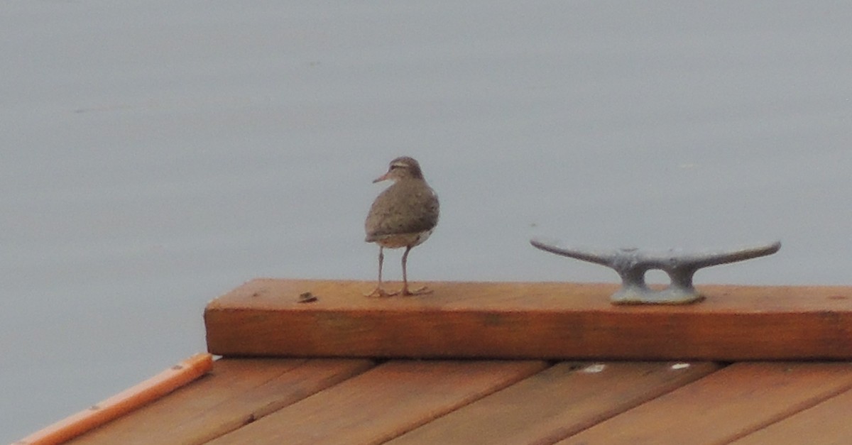 Spotted Sandpiper - Glenn Knoblock