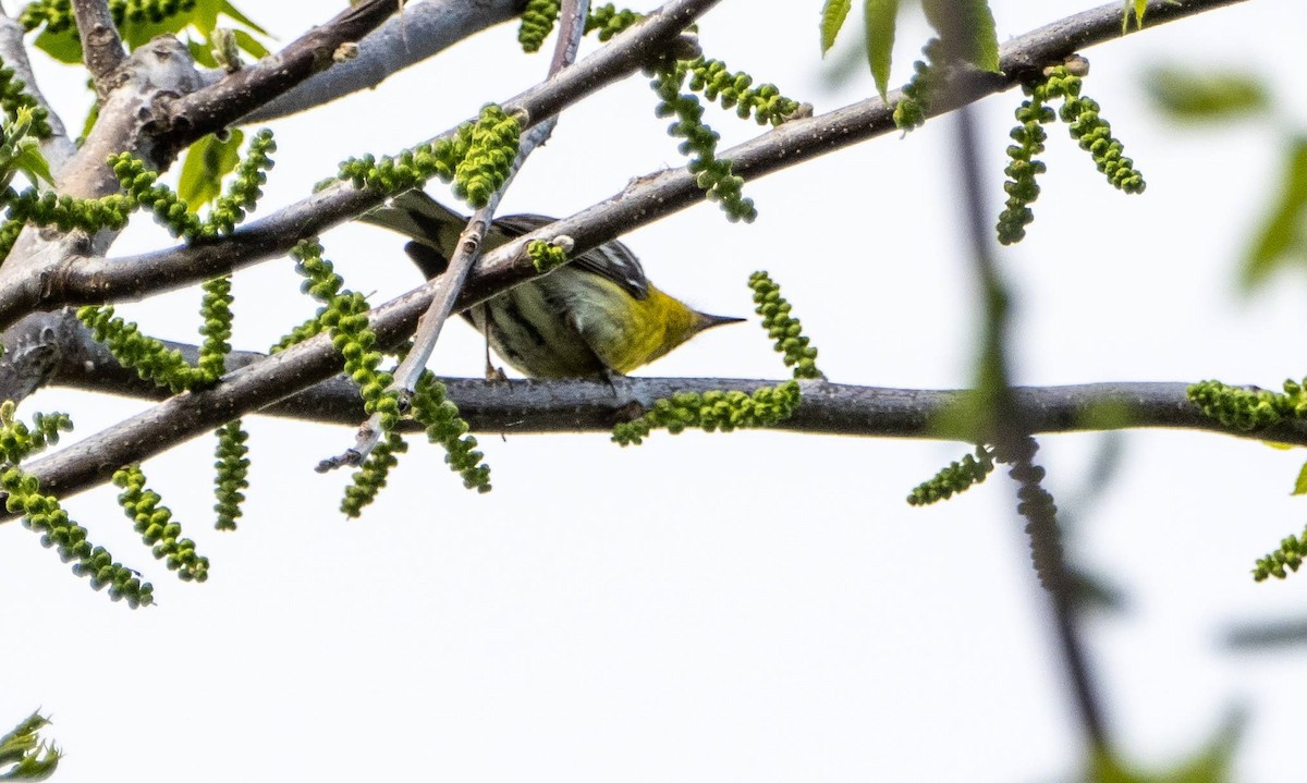 Blackburnian Warbler - Matt M.