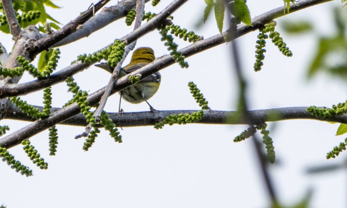 Blackburnian Warbler - Matt M.