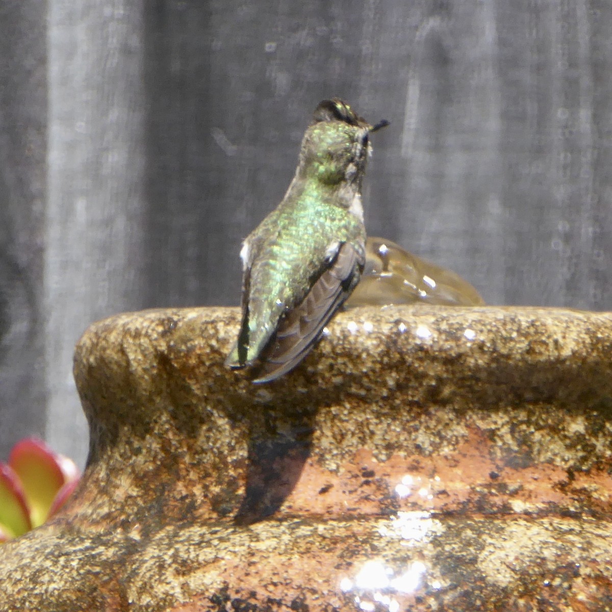 Anna's Hummingbird - Anonymous