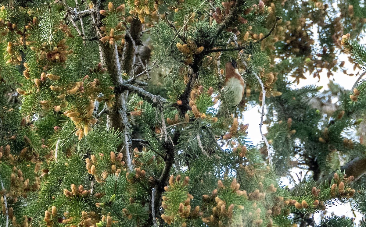 Bay-breasted Warbler - Matt M.