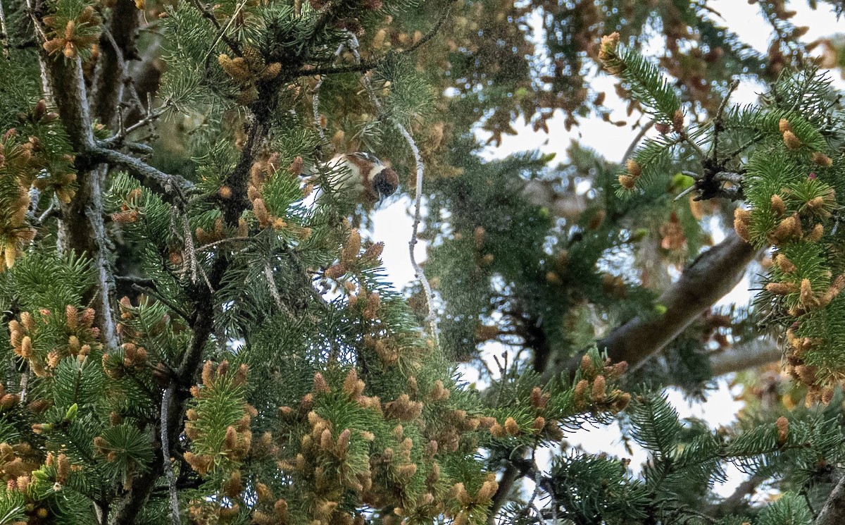 Bay-breasted Warbler - Matt M.