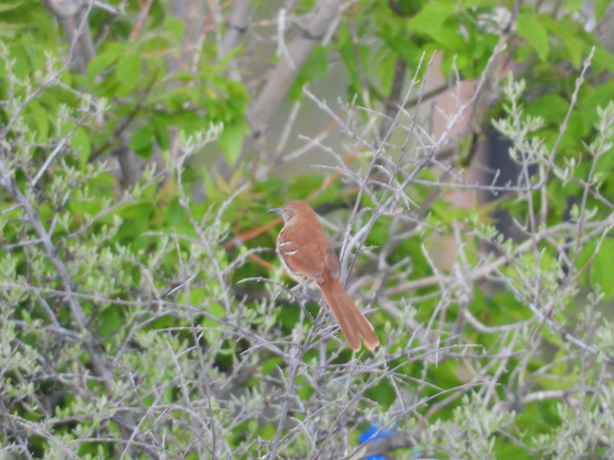 Brown Thrasher - Gerard Nachtegaele