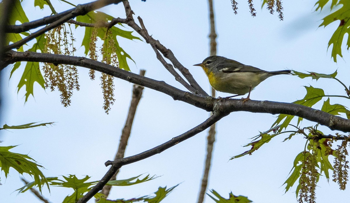 Northern Parula - Matt M.