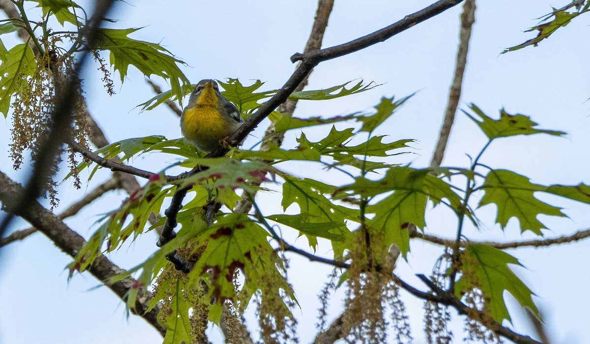 Northern Parula - Matt M.