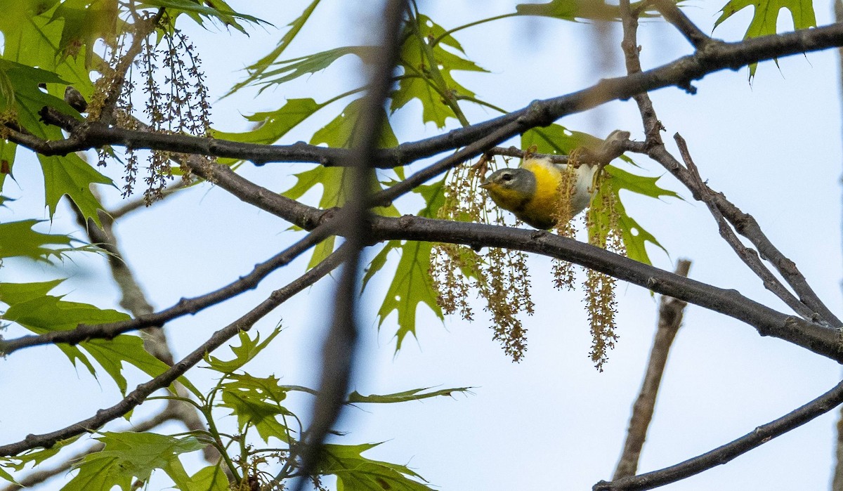 Northern Parula - Matt M.