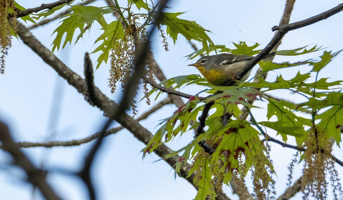 Northern Parula - Matt M.