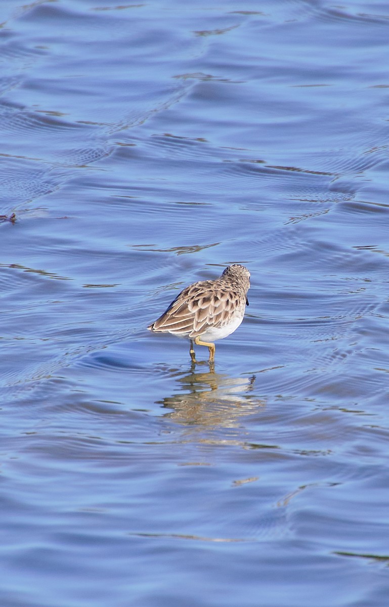 Least Sandpiper - Angélica  Abarca