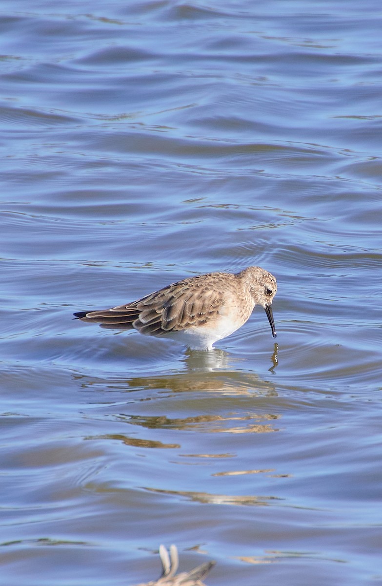 Least Sandpiper - Angélica  Abarca