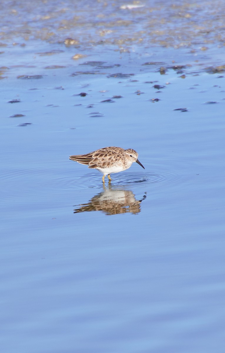 Least Sandpiper - Angélica  Abarca