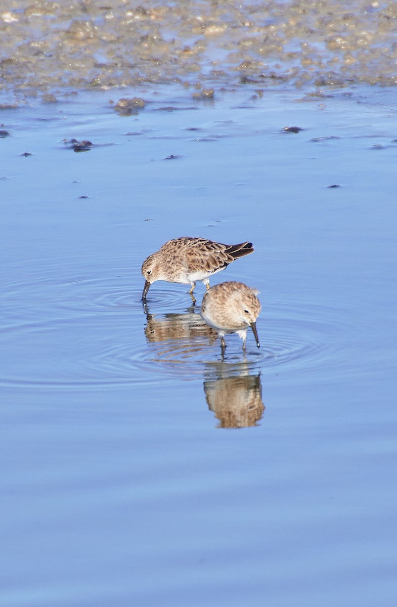 Least Sandpiper - Angélica  Abarca