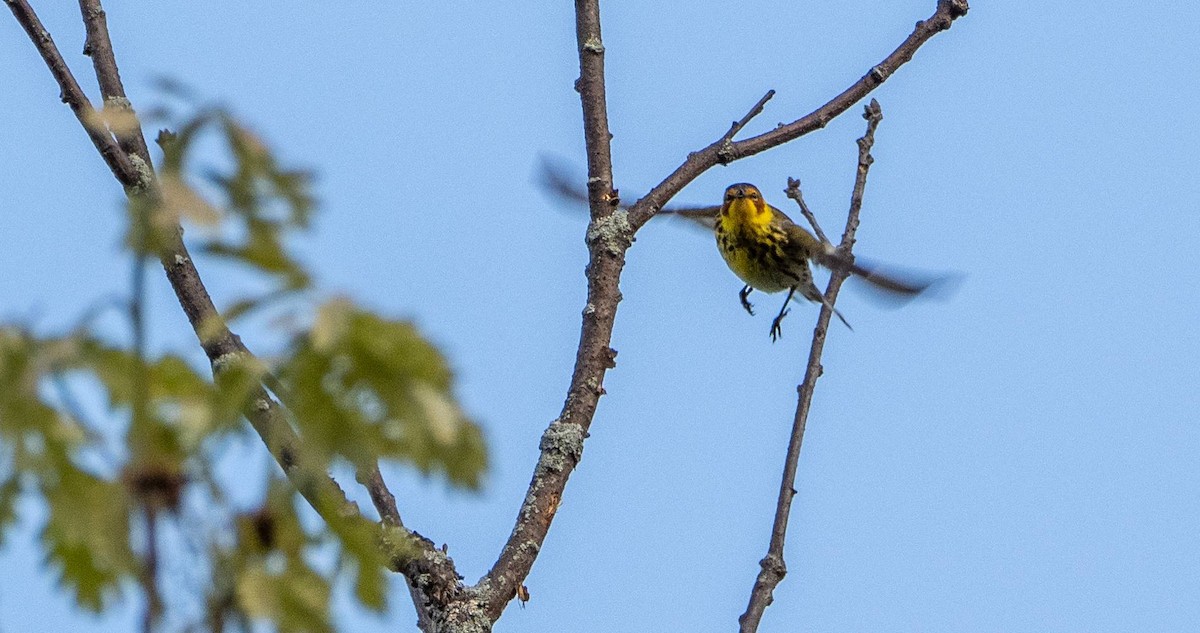 Cape May Warbler - Matt M.