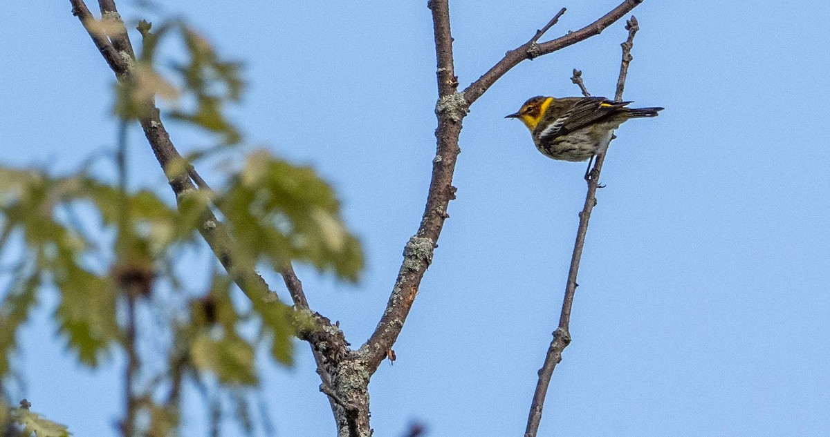 Cape May Warbler - Matt M.