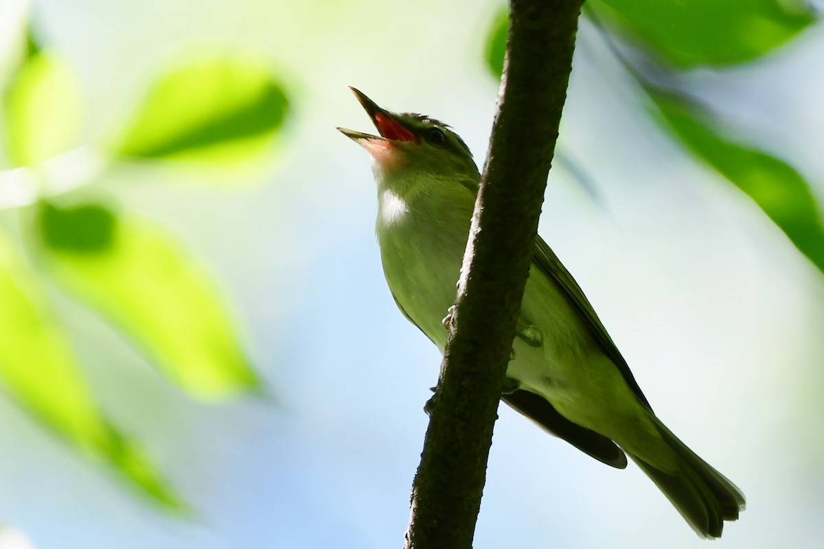 Red-eyed Vireo - Michele Chartier