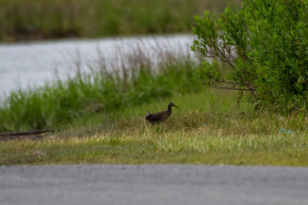 Clapper Rail - Karen Hardy