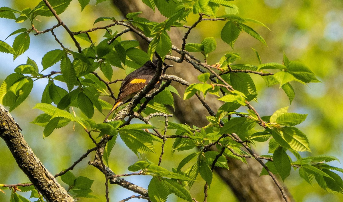 American Redstart - Matt M.