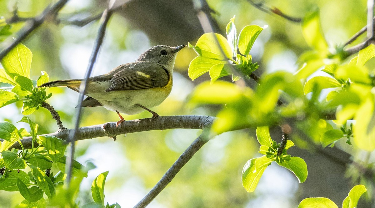 American Redstart - Matt M.