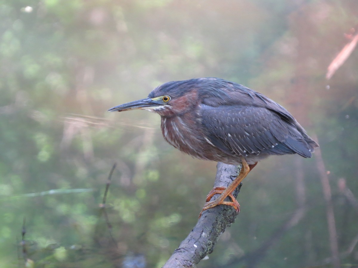 Green Heron - Chris Anderson